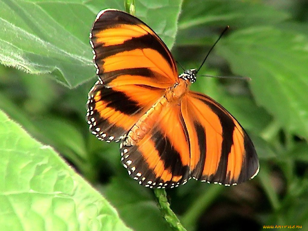 orange, tiger, butterfly, dryadula, phaetusa, , 